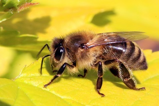 Bee Bee